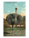 Ostrich  Florida