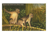 Monkeys  Florida
