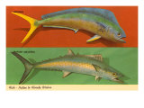 Fish Native to Florida Waters