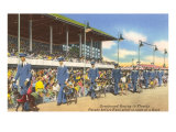 Greyhound Racing  Florida