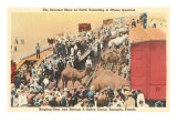 Circus Camels in Trains  Sarasota  Florida