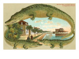 Alligators  Sea Wall  St Augustine  Florida