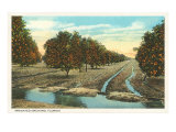 Orange Grove  Florida
