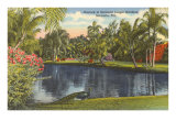 Peacock  Sarasota  Florida