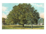 Water Oak  Jacksonville  Florida
