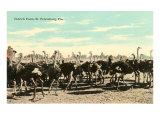 Ostrich Farm  St Petersburg  Florida