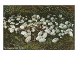 Alligator's Nest  Florida