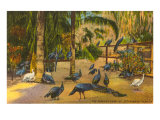 Peacocks  St Petersburg  Florida