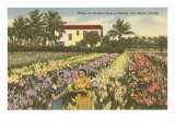 Gladioli Field  Ft Myers  Florida