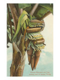 Banana Blossom  Florida