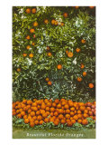 Oranges  Florida