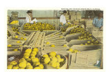 Packing Grapefruit  Florida