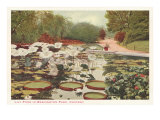 Lily Pond in Washington Park  Chicago  Illinois