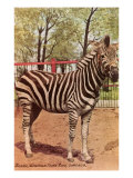 Zebra  Lincoln Park Zoo  Chicago  Illinois