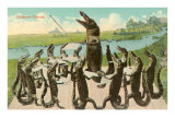 Alligator Chorus