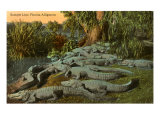 Florida Alligators