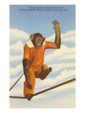 Chimp  Sarasota  Florida