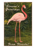 Season Greetings from Florida  Flamingo