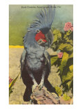 Black Cockatoo  Miami  Florida
