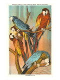 Macaws  Sarasota  Florida