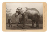 Photo of Jumbo the Elephant