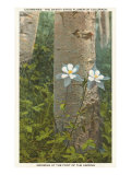 Columbines