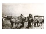 Circus Zebras