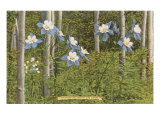 Colorado Columbines and Aspens