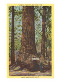 General Fremont  Big Tree  Santa Cruz  California