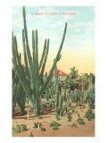 Euphorbia  Cactus  in California