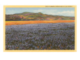 Wildflowers in Spring  California