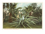 Century Plant with Little Girl Inside