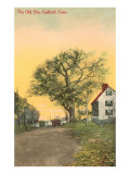 The Old Elm  Guilford  Connecticut