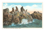 Seals at Catalina Island  California