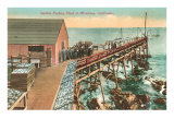 Sardine Packing Plant  Monterey  California
