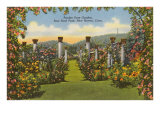 Pardee Rose Garden  New Haven  Connecticut