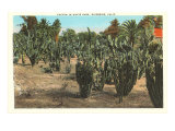 Cactus  Euphorbia  Riverside  California