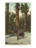 Bear  San Bernardino Mountains  California