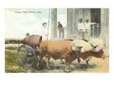 Country Water Works  Bullocks  Cuba
