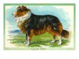 Collie Dog