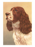 Springer Spaniel