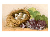 Happy Easter  Eggs in Nest