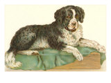 American Water Spaniel