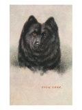 Chow Chow