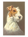 Wire-Haired Terrier