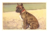 Boxer