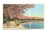 Japanese Children  Cherry Blossoms  Washington DC