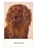 Cocker Spaniel