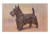 Scotty Dog