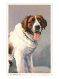 St Bernard
